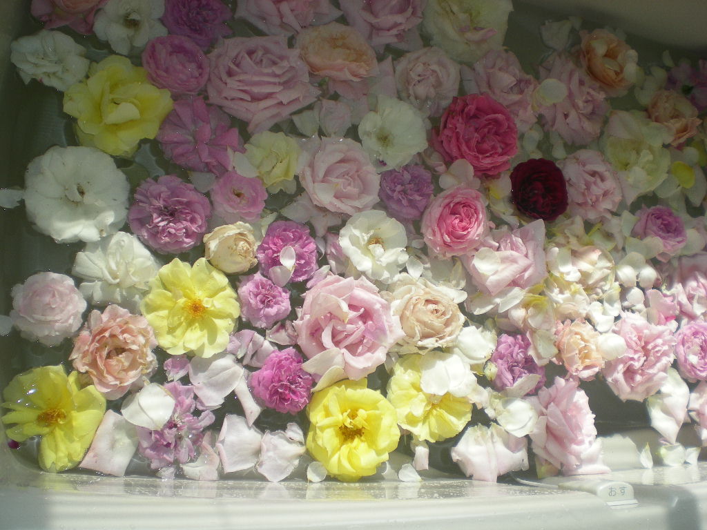 2009年5月25日(月)薔薇パーティとばら風呂とバラジャムと!!!_f0060461_2156877.jpg