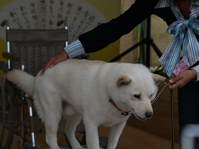 ソフトバンク犬 カイ 苫小牧ブログ ソフトバンク犬 カイ 苫小牧ブログ