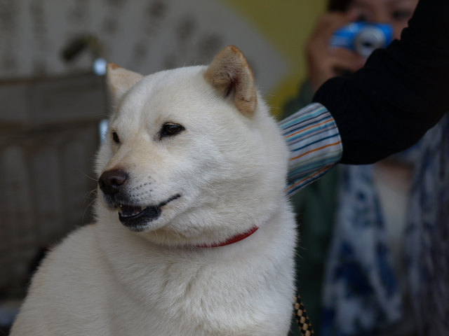 ソフトバンク犬 カイ 苫小牧ブログ