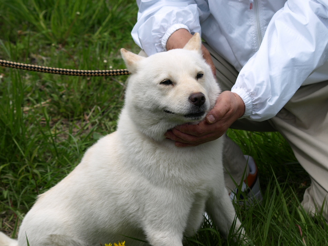 ソフトバンク犬 カイ 苫小牧ブログ