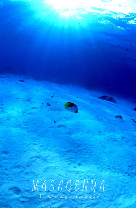 f0184766_3394030.jpg