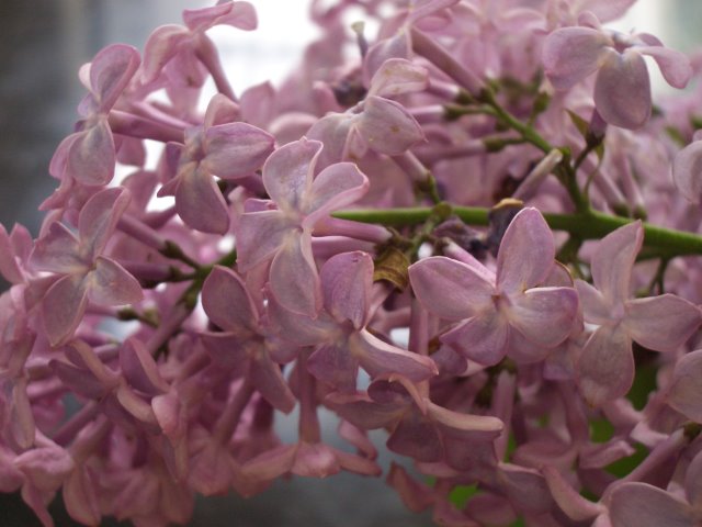 b0183670_7263350.jpg