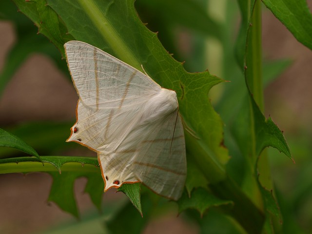 牧山牧水の生家_b0135573_5582649.jpg