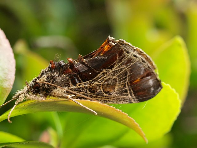 b0135573_5583923.jpg