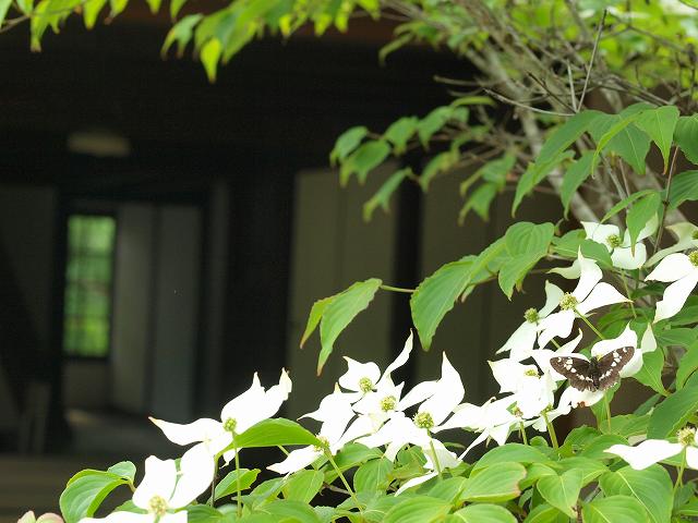 b0135573_5585771.jpg