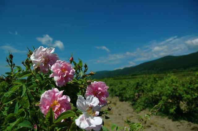 d0008073_61129.jpg