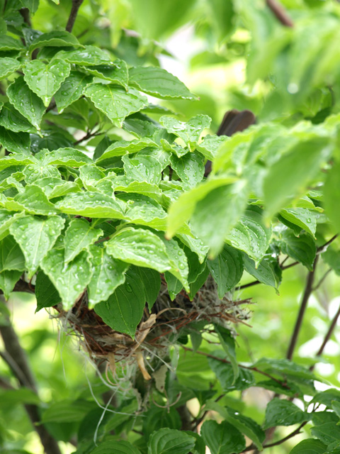 鳥の巣&開花だより!_d0141173_043332.jpg