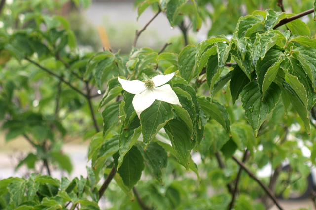 鳥の巣&開花だより!_d0141173_051393.jpg