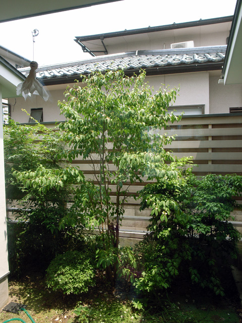 鳥の巣&開花だより!_d0141173_062363.jpg