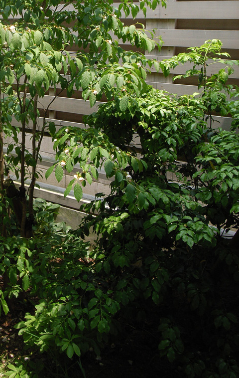 鳥の巣&開花だより!_d0141173_064119.jpg