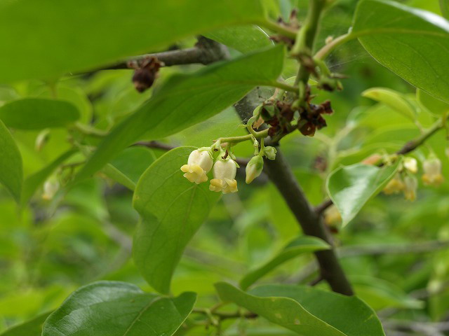 d0054276_2017516.jpg
