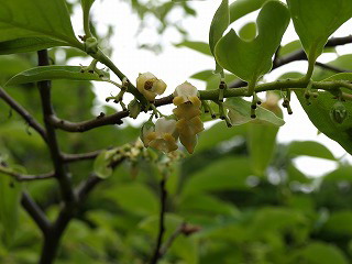 富有柿の花_d0054276_20184374.jpg