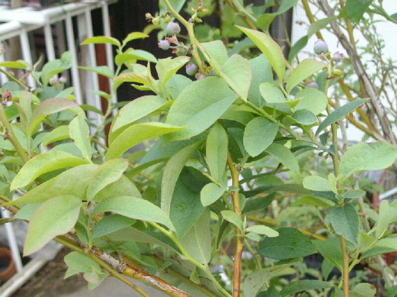 ブルーベリーの葉の特徴観察で分かったことなど ブルーベリーの育て方 栽培 ブルーベリー ノート Blueberrynote