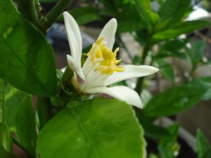 2009年5月23日 一部開通な~んてね_b0098584_8583711.jpg