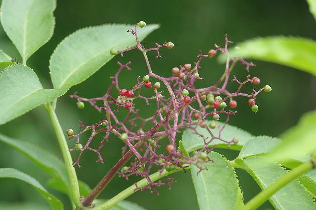 初夏の赤い木の実 09 5 25 ナツグミ ニワトコ オニシバリ 舞岡公園の自然 初夏の赤い木の実 09 5 25 ナツグミ ニワトコ オニシバリ 舞岡公園の自然
