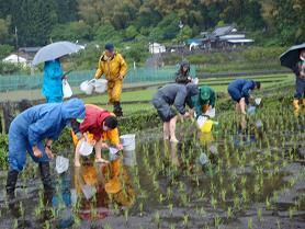 田んぼの生き物調査　5月_c0179697_10445038.jpg