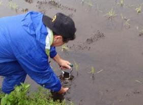 田んぼの生き物調査　5月_c0179697_12581852.jpg