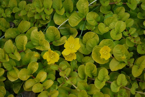 c0124100_14482689.jpg