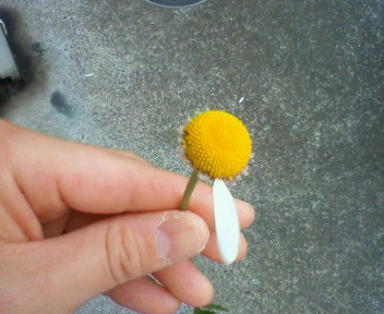 すべての美しい花の画像 ぜいたく花 占い 好き嫌い すべての美しい花の画像 ぜいたく花 占い 好き嫌い