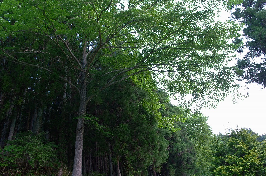 f0138305_17231243.jpg