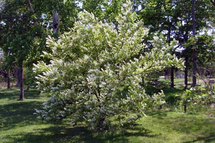 団子より花_f0160407_4393556.jpg