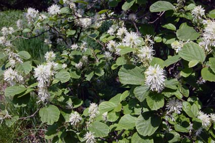 団子より花_f0160407_4402089.jpg