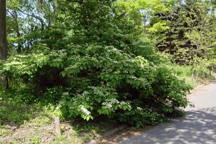 団子より花_f0160407_4425753.jpg