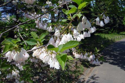 団子より花_f0160407_442767.jpg
