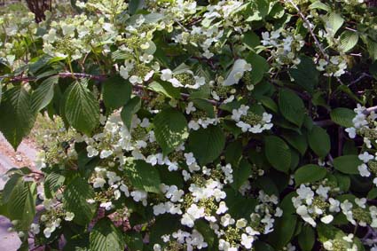 団子より花_f0160407_4434654.jpg