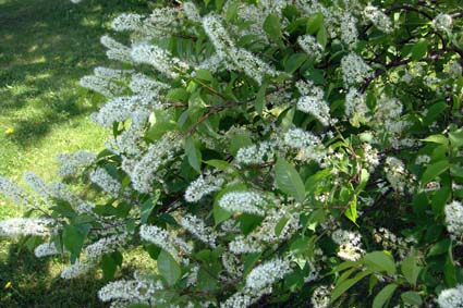 団子より花_f0160407_4514194.jpg