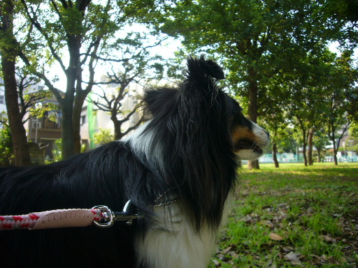 e0130008_2275496.jpg