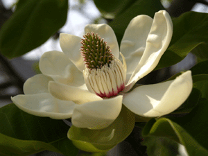 b0176111_1122425.gif