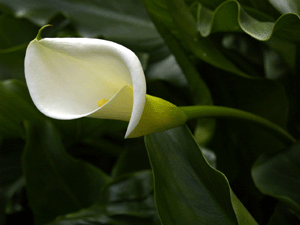 b0176111_1151926.gif