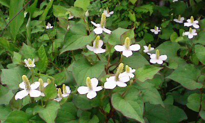 b0176111_1171411.gif
