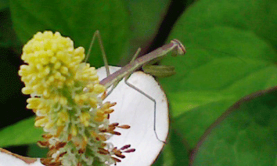 b0176111_1193385.gif