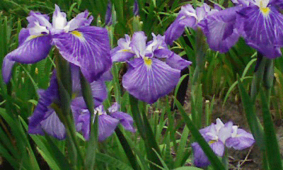 b0176111_1273787.gif
