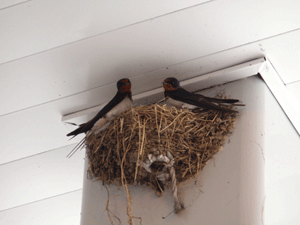 b0176111_22593273.gif