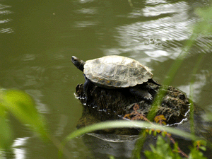 b0176111_2301479.gif