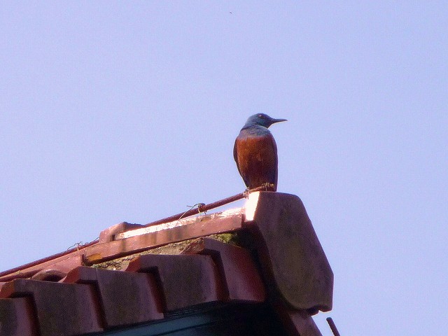 f0182513_2014757.jpg