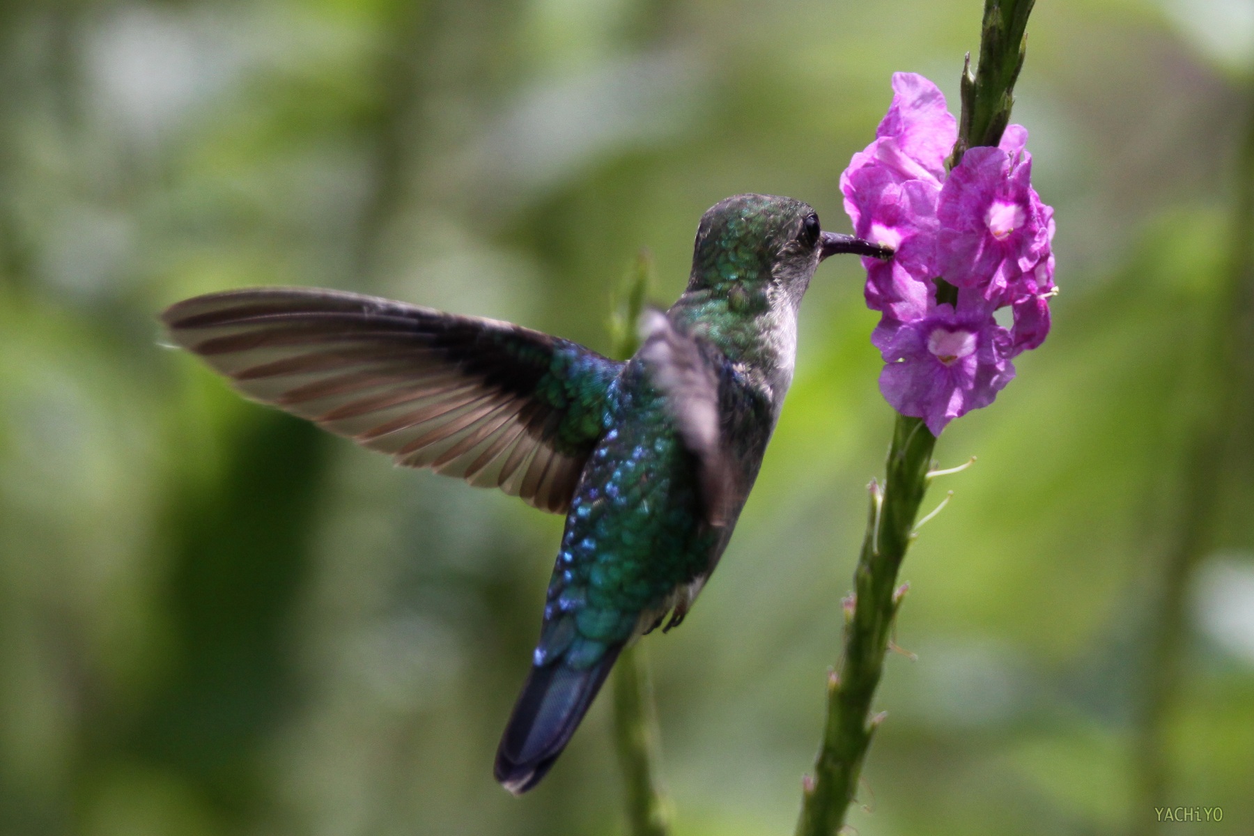 Violet-crowned Woodnymph_b0088514_20394392.jpg