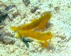 ギンガハゼを見ながらアジア情勢を憂う_a0043520_7513161.jpg