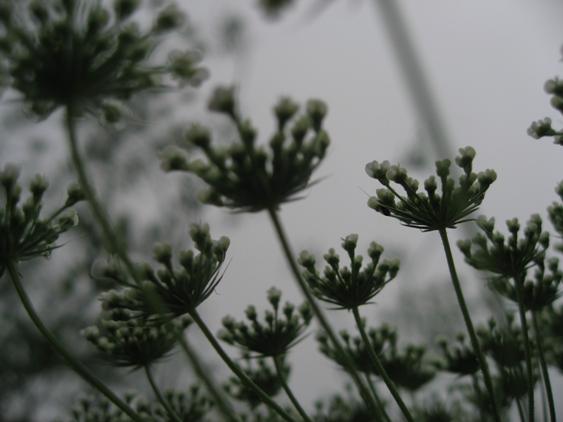 c0109235_15202871.jpg