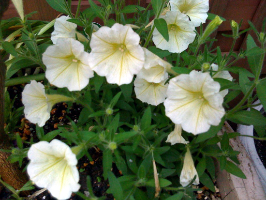 b0005652_20422763.jpg