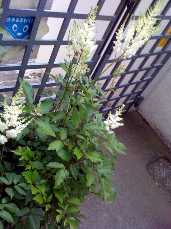b0005652_20425316.jpg