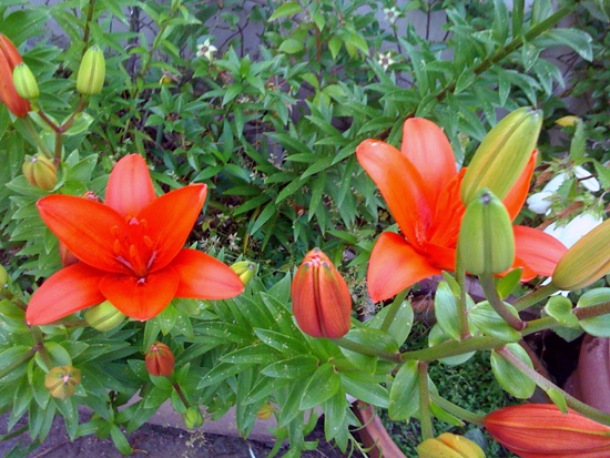 b0005652_20453781.jpg