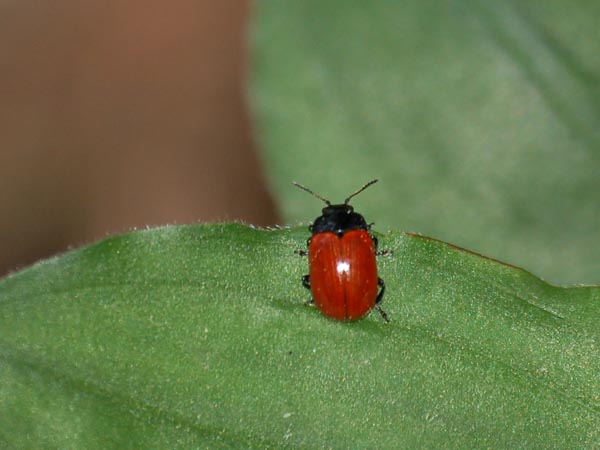 c0045352_16164776.jpg