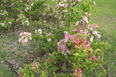 八色の森公園の花_a0084753_16225190.jpg
