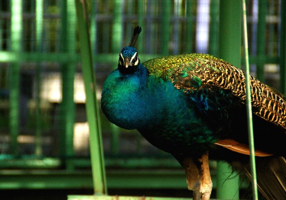 　　和歌山公園動物園_b0093754_23531662.jpg