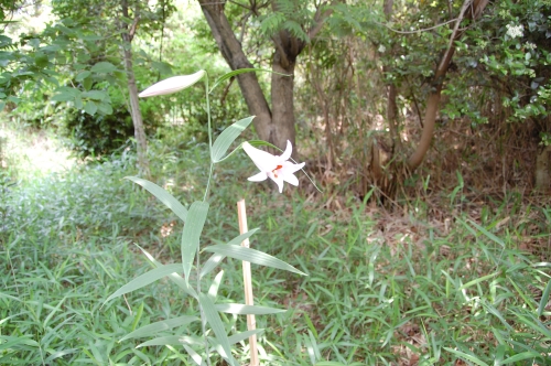 c0108460_22534166.jpg