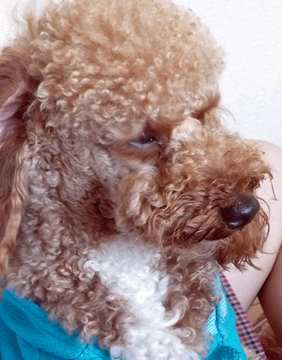 f0090964_11195640.gif
